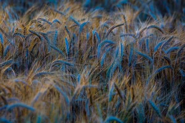 Espigas de trigo a la luz de la noche