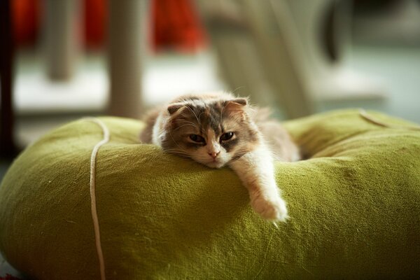 Le chat est couché avec la patte pointue