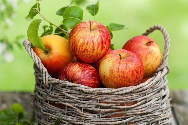 Hermosas manzanas en una cesta