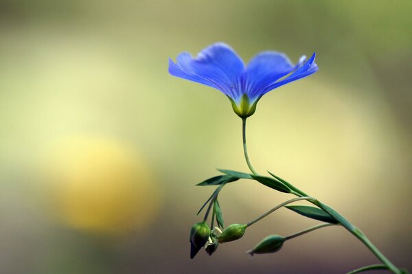 Blue flax flower on a blurry background