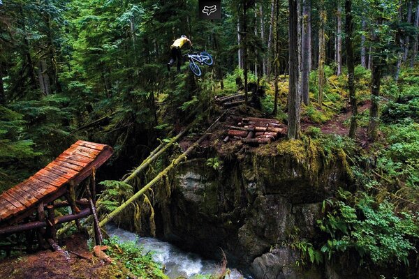 SPRINGBOARD IN THE FOREST ACROSS THE RIVER