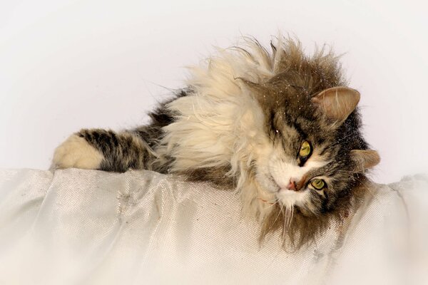 Fluffy cat basking in the snow