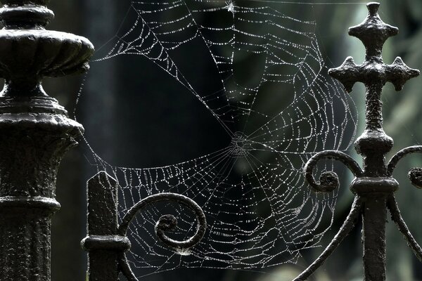 Grande toile d araignée sur la clôture