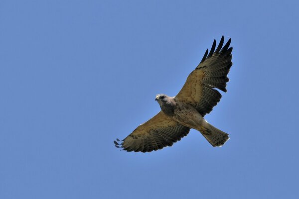 A hawk flying in the blue sky