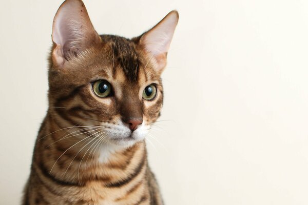 Ein Blick auf eine bengalische Katze auf einem beigen Hintergrund