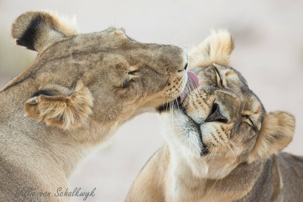 Cute lionesses lick each other