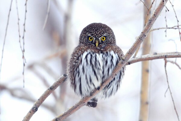 Owl on a twig with a blurry background behind