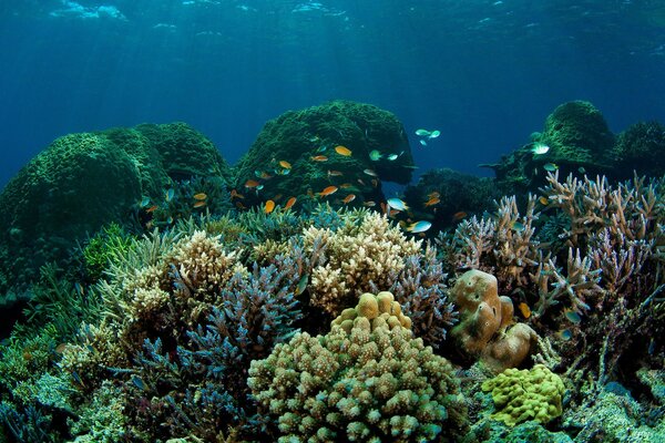 Troupeau de poissons dans une clairière de coraux colorés