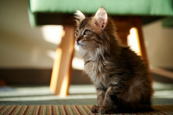 Fluffy kitty with beautiful eyes