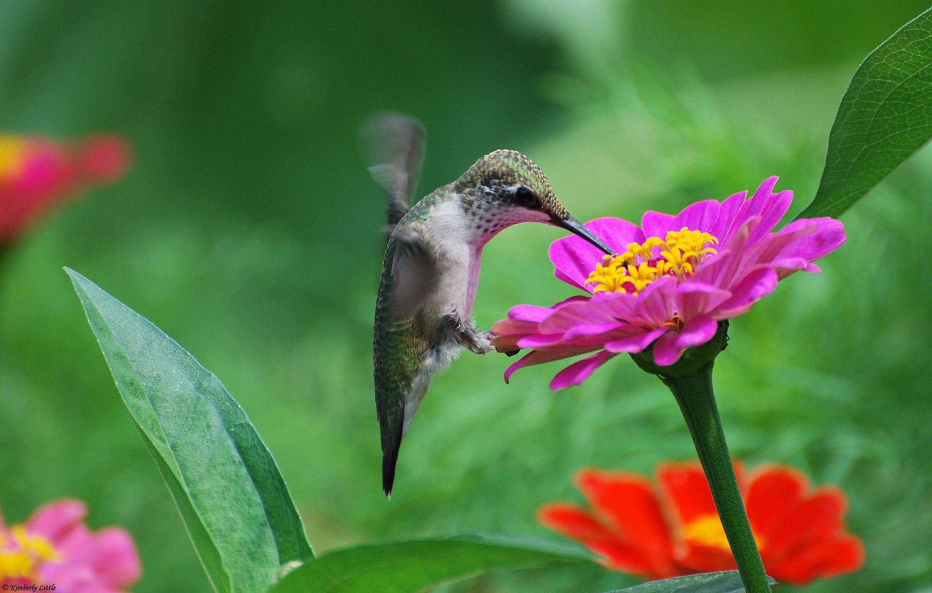 fiori colibrì uccello nettare zinia rosa