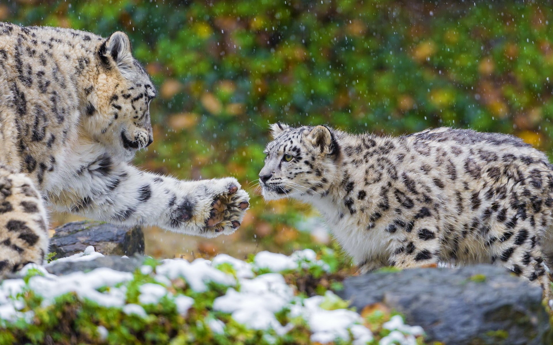 leopardo de las nieves depredador pareja leopardo de las nieves irbis familia madre