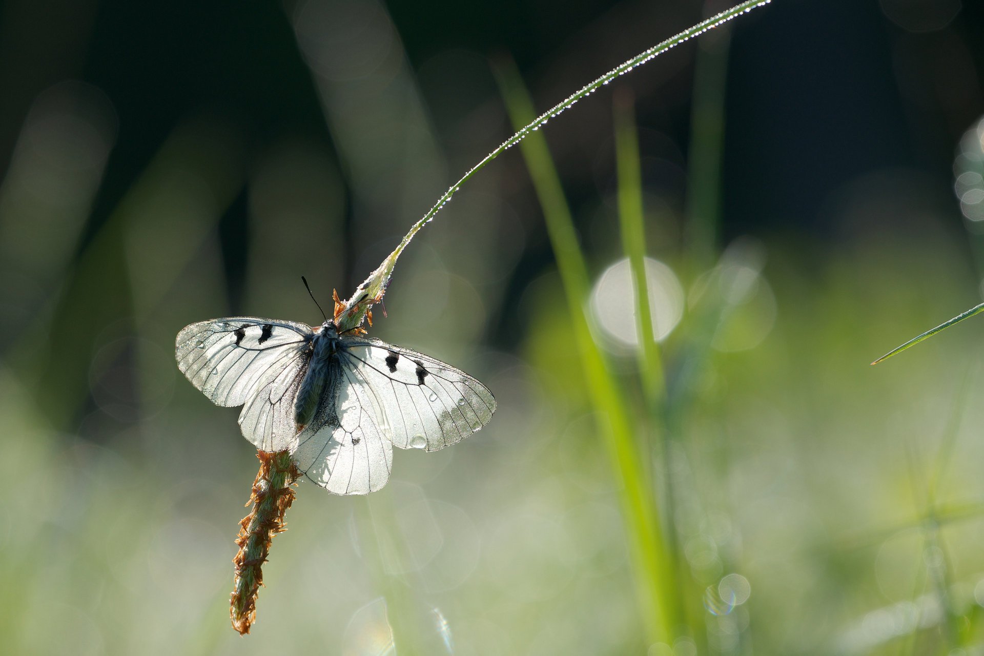 brins d herbe rosée éblouissement épillets gouttes papillon