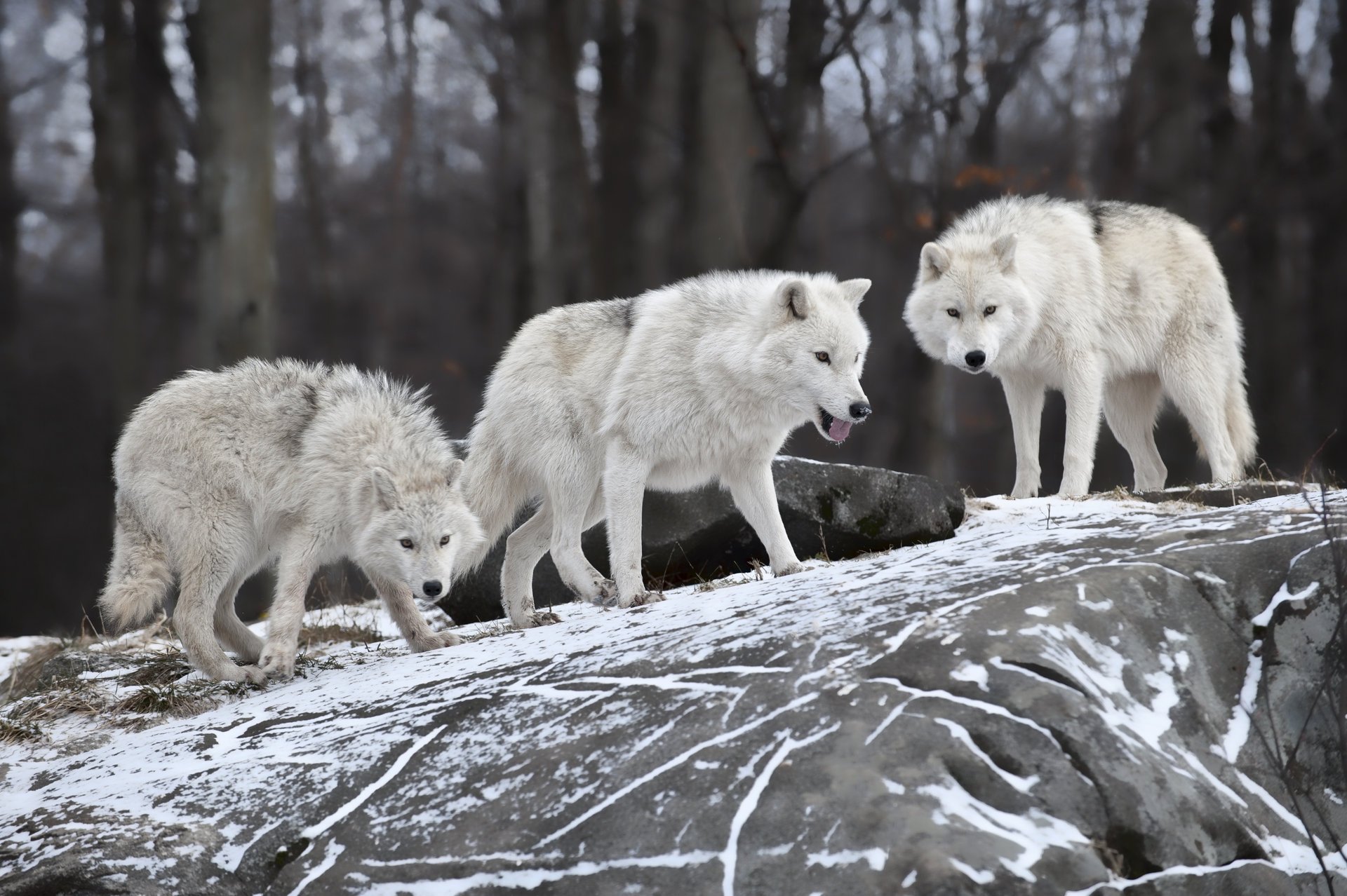 zima śnieg wilki rodzina drapieżnik natura