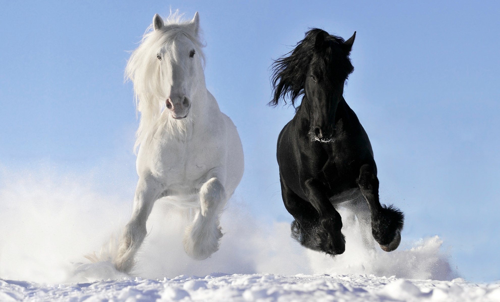 caballos correr galope cuervo nieve blanco caballos