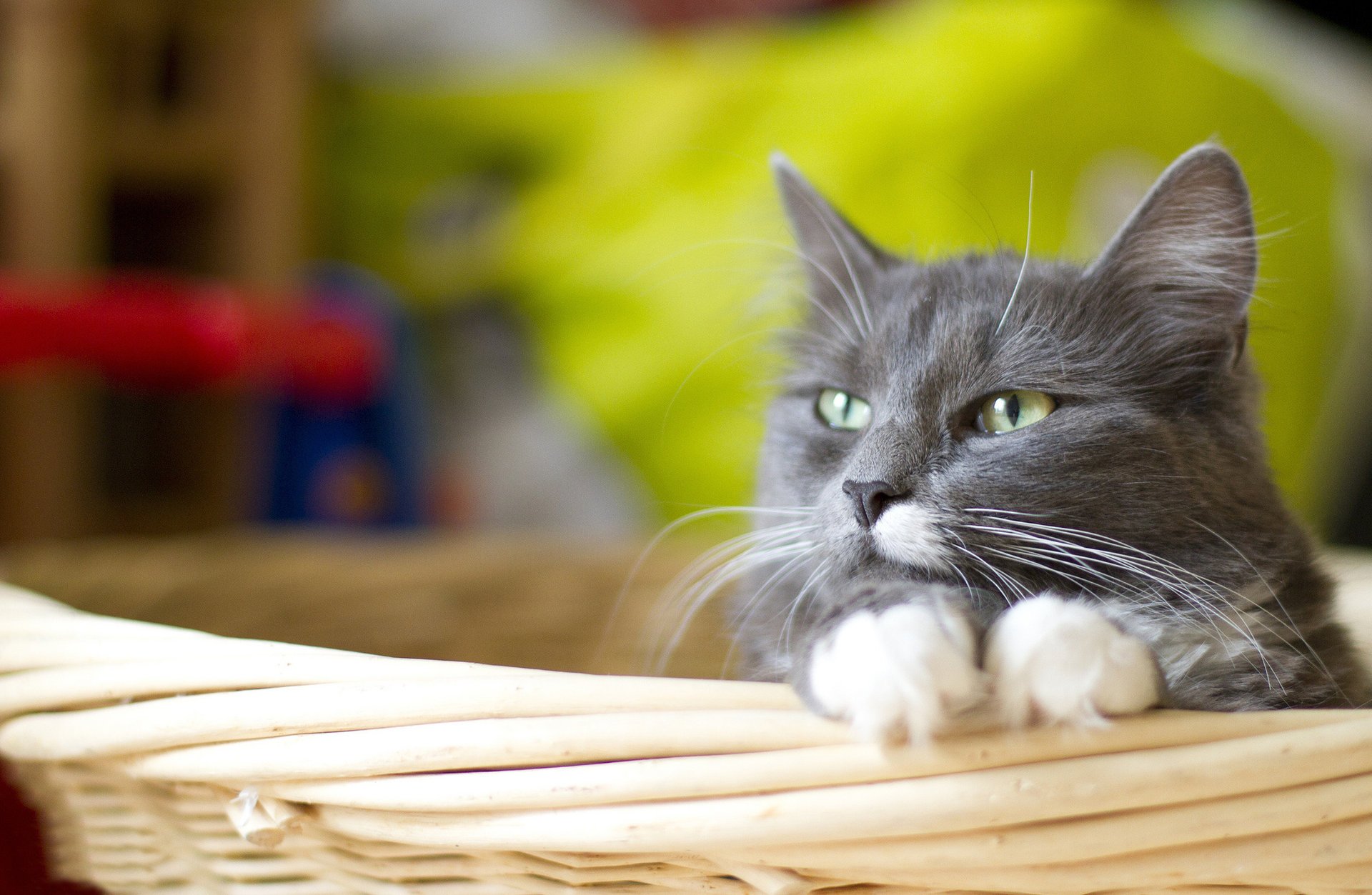 panier chat gris chat pattes blanc