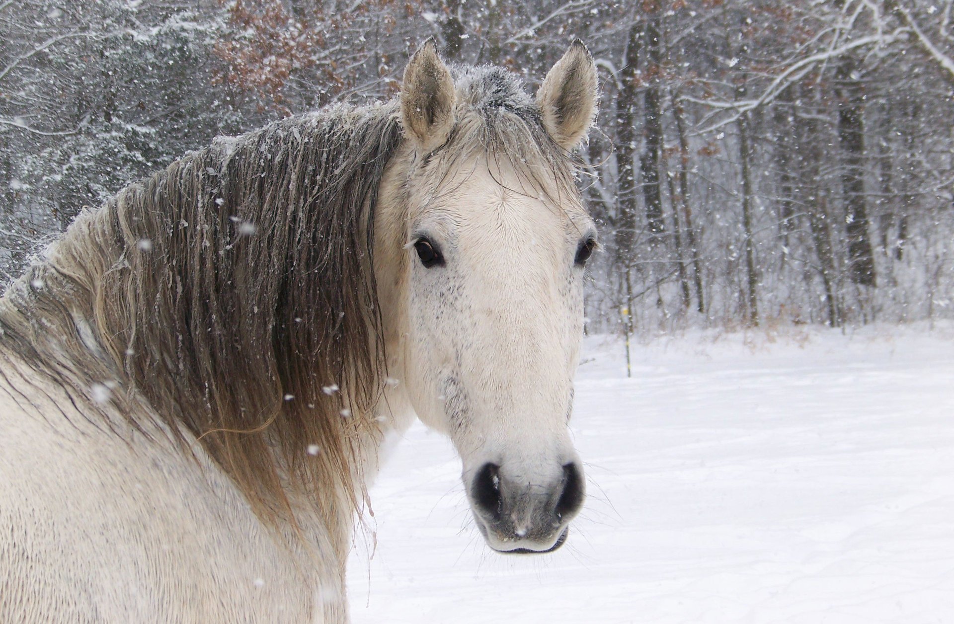 caballo hocico blanco caballo