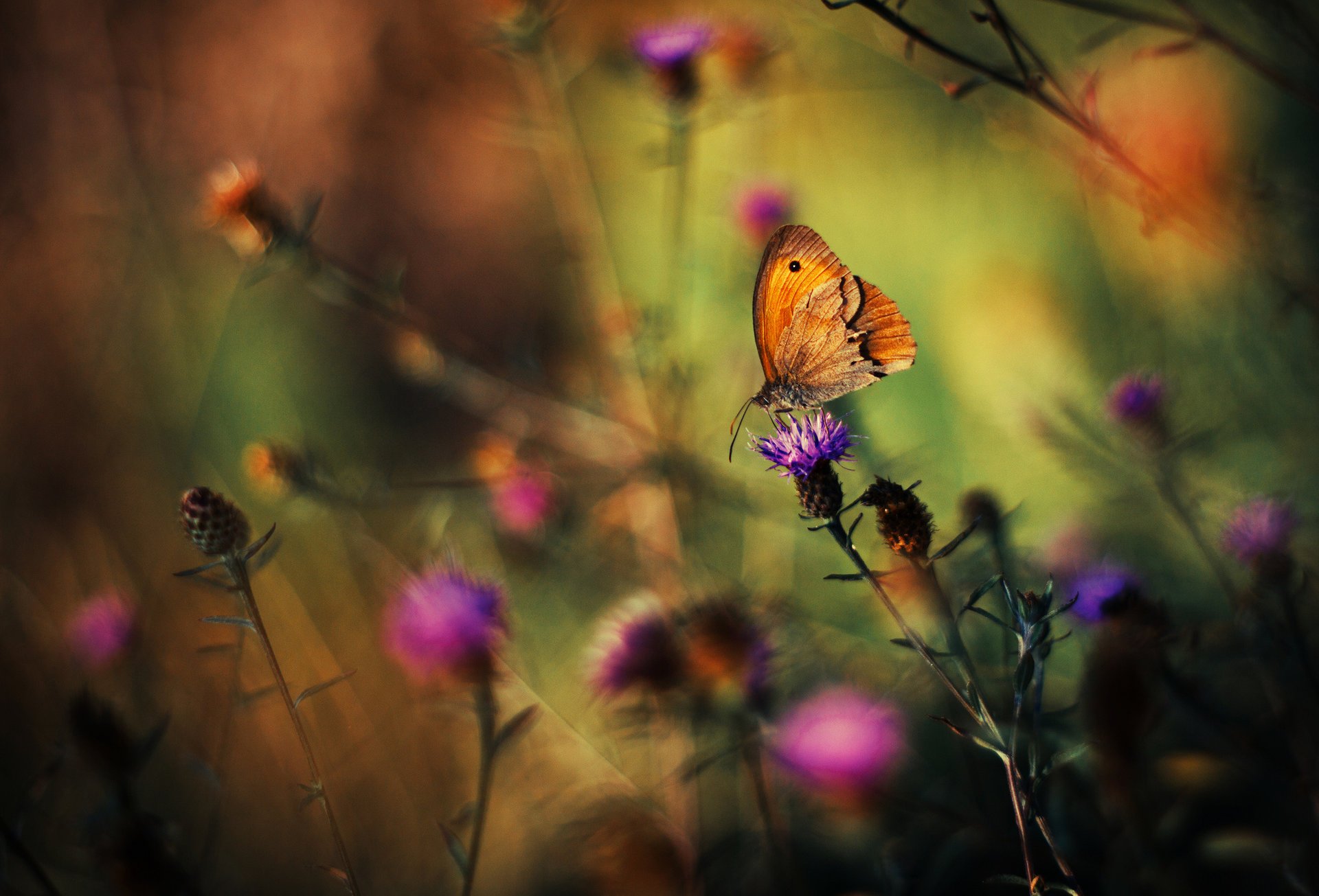 piante fiori farfalla sfondo erba