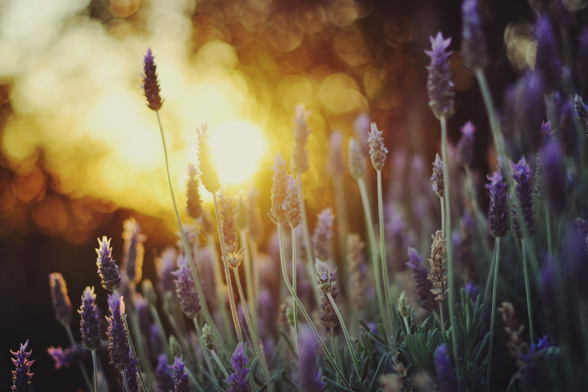 lavanda macro bokeh luz calor