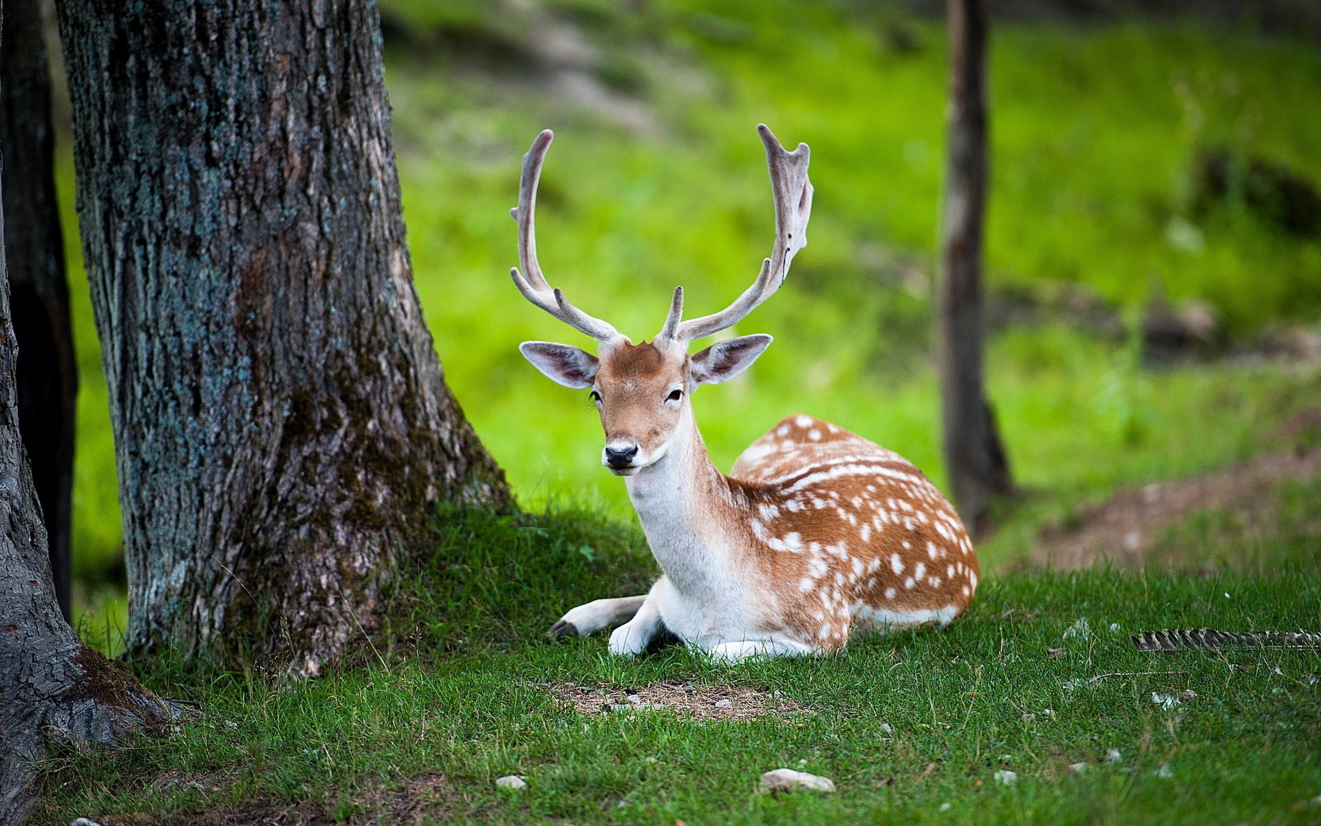 deer nature summer