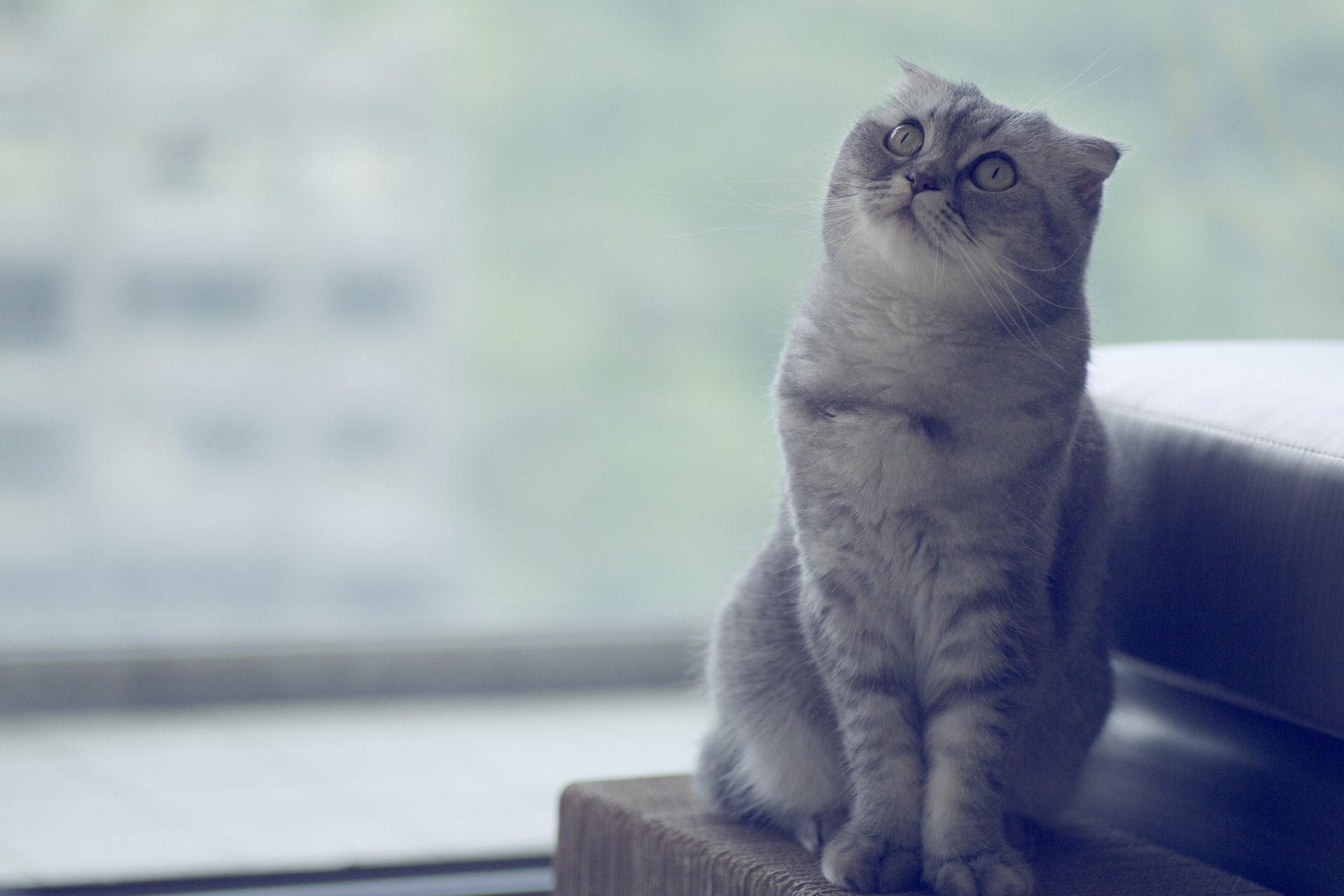 beauty scottish fold scottish fold