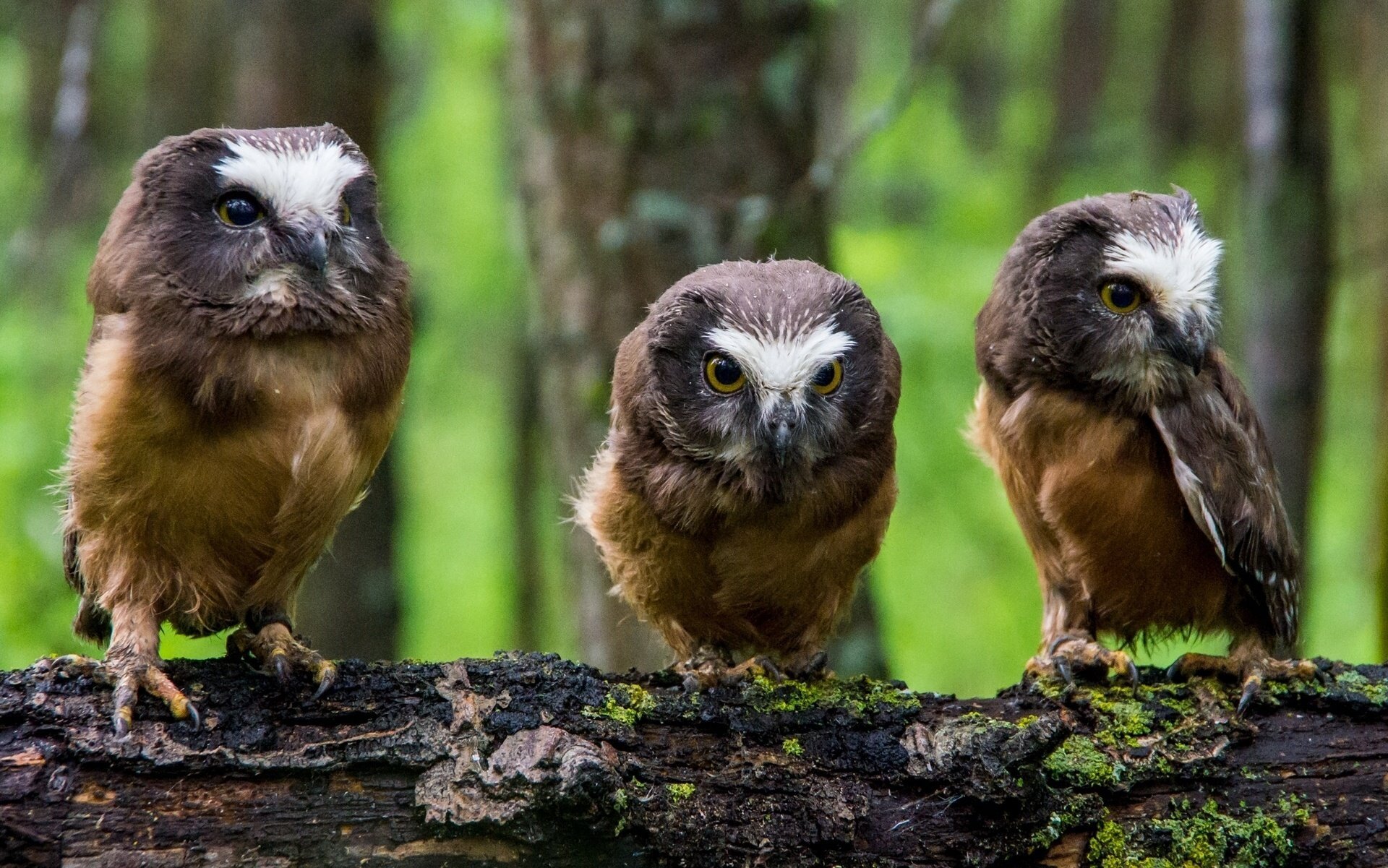 north american boreal owl chicks owl