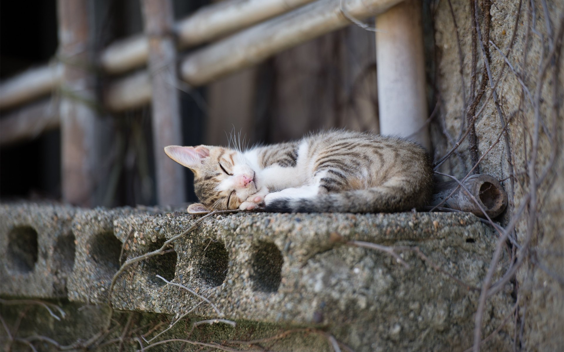 gatto città dormire gatto davanzale cemento bastoni