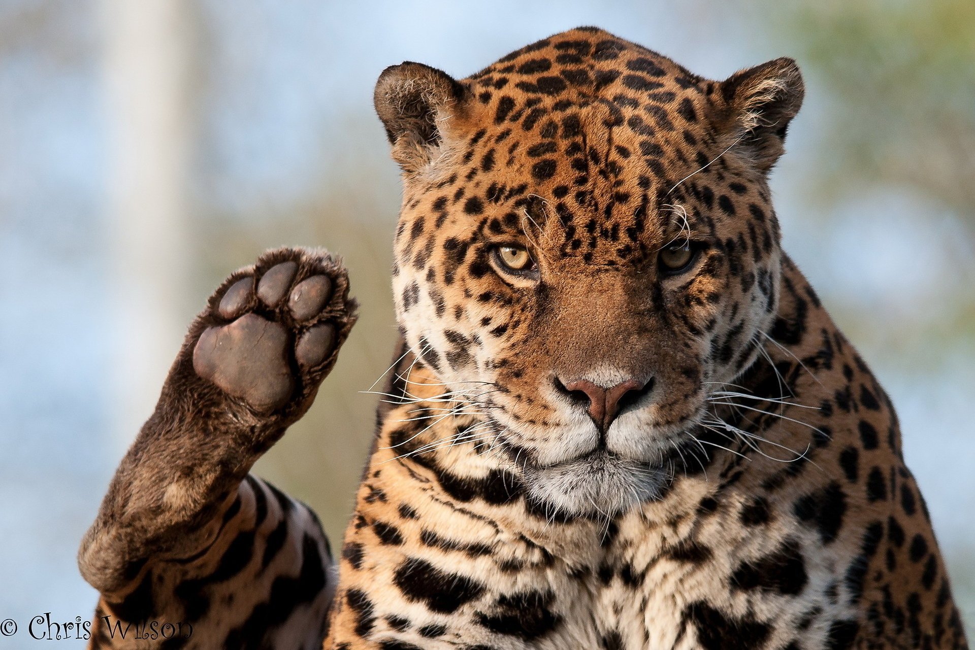 look paw jaguar face predator