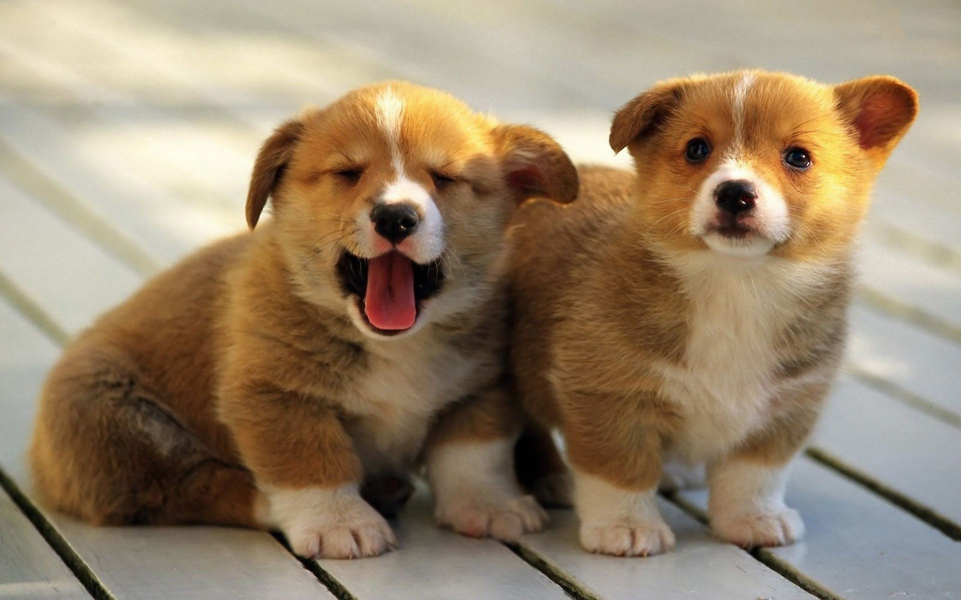 pembroke background pembroke dogs puppies welsh corgi welsh corgi