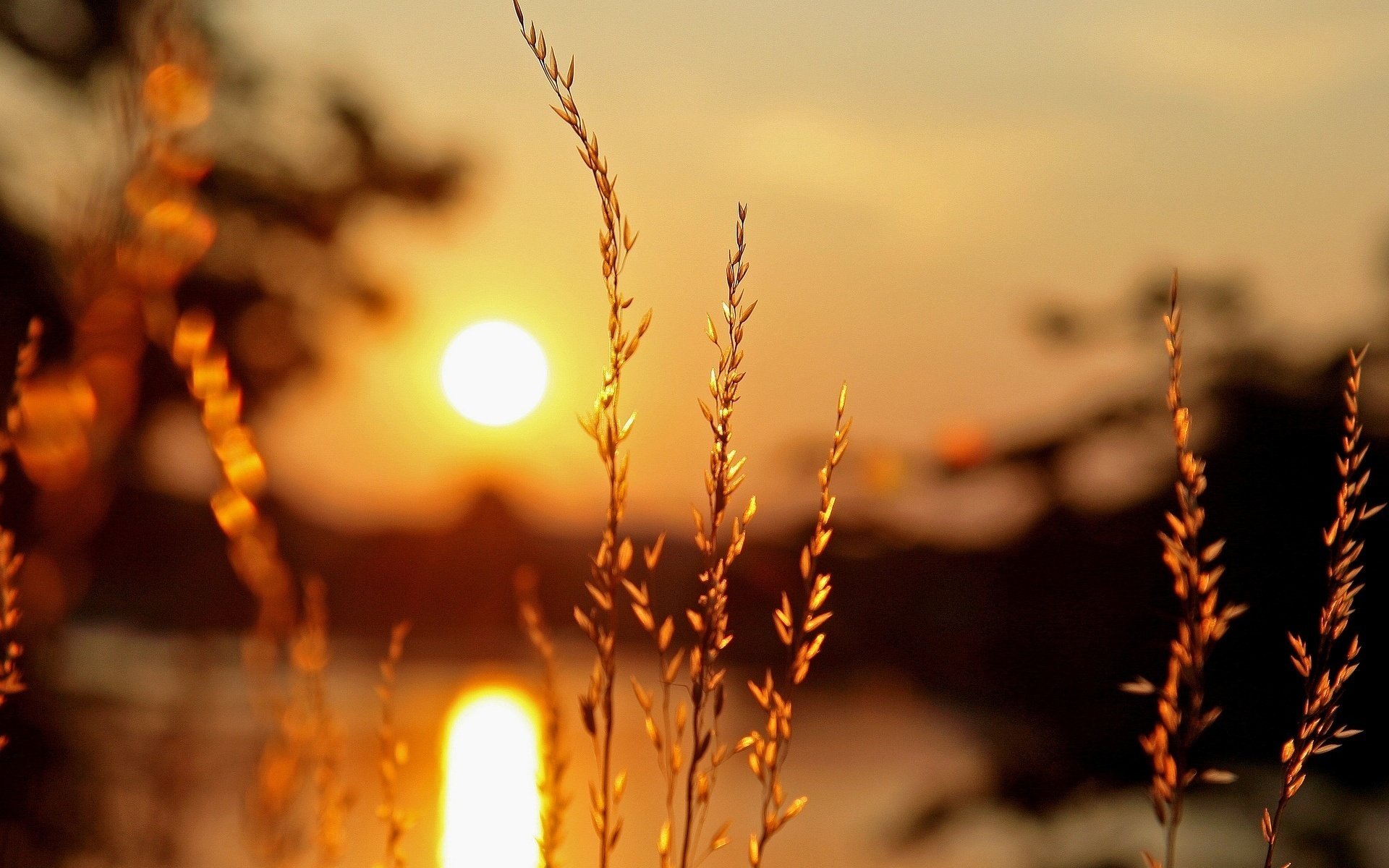 gros plan soleil plante épis végétation lumière