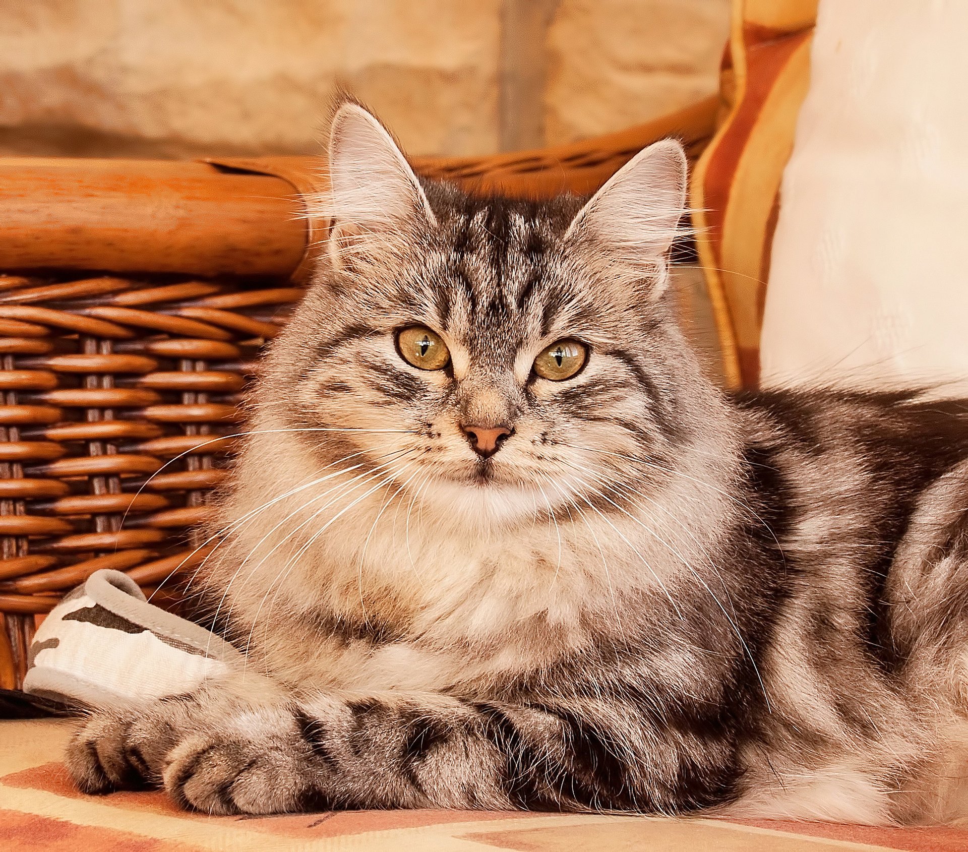 katze liegt grau gestreift