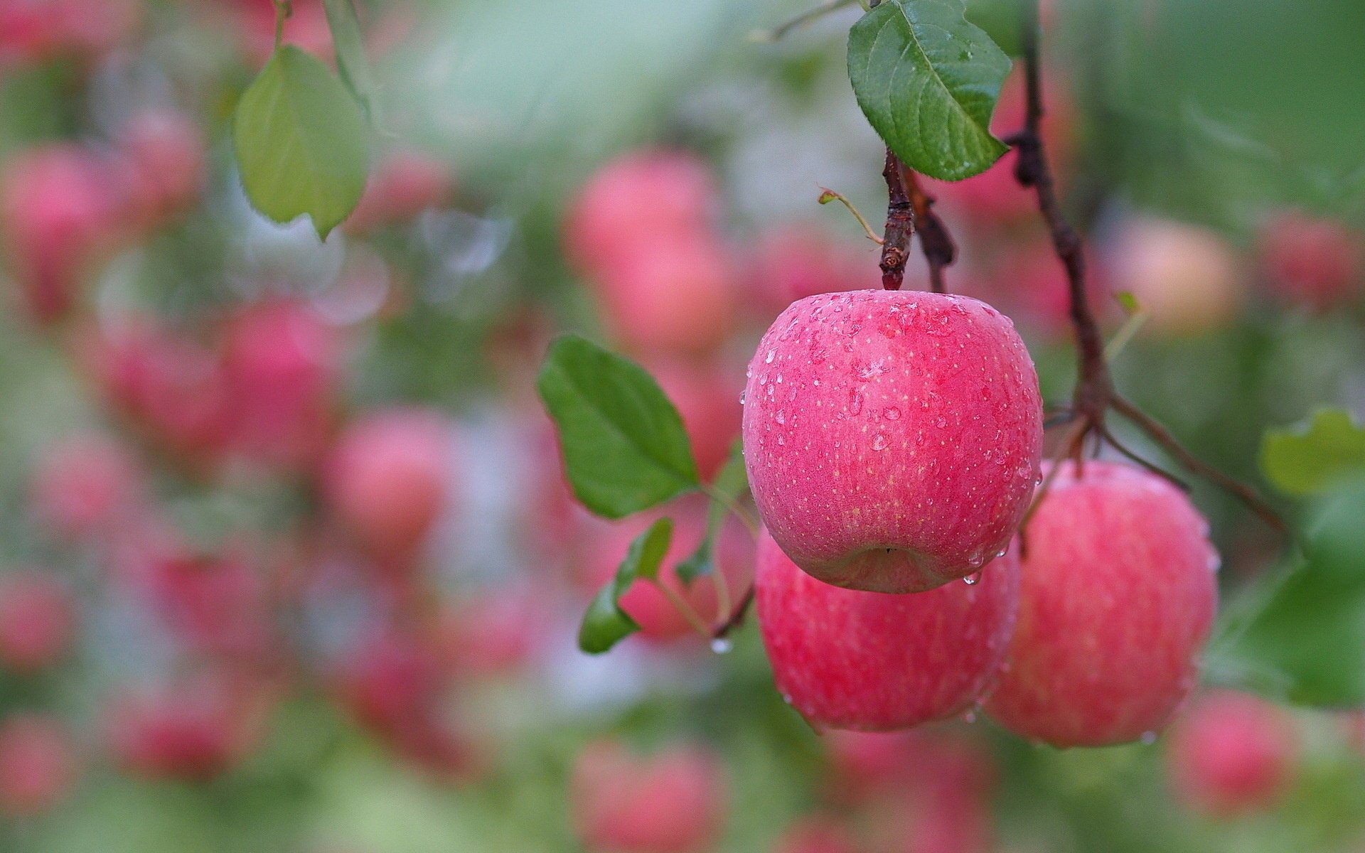 ramo mele foglie frutti gocce d acqua rosa