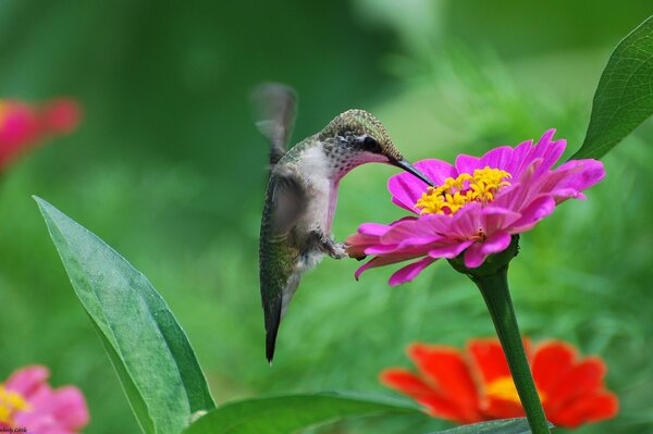 Colibrí bebe néctar de flor