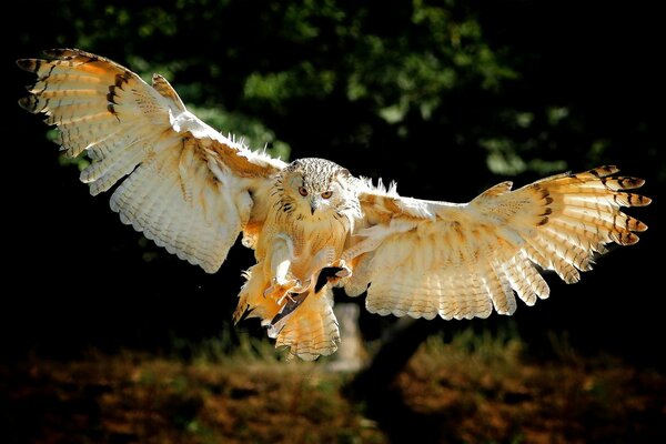 Eule fliegt in Richtung Kamera