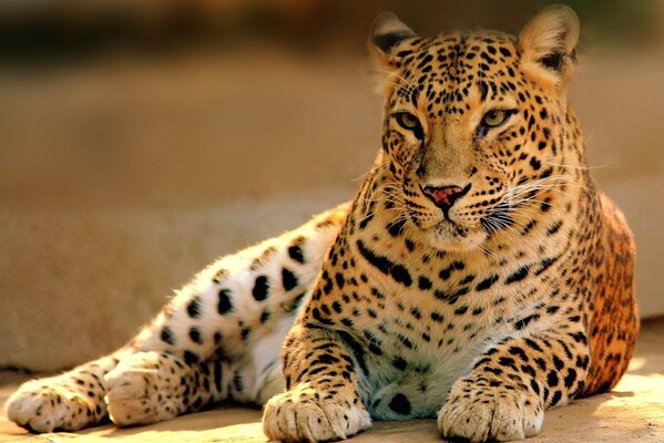 Spotted leopard lies and looks at the camera