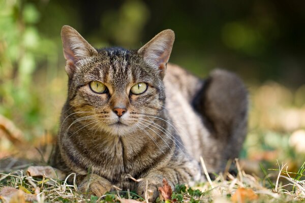 Der räuberische Blick einer Hauskatze