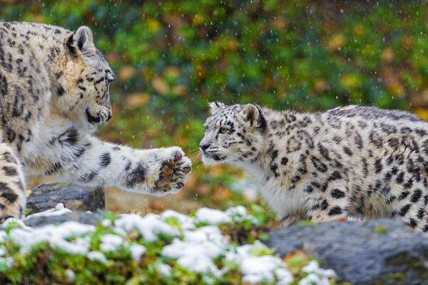 La mère et le petit léopard des neiges