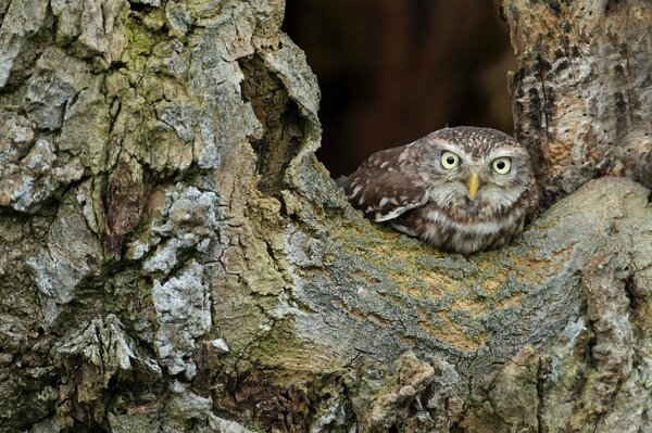 Avec l écorce de l arbre Peeping oiseau, hibou