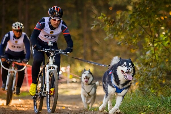 Ездовые собаки с велосипедистами