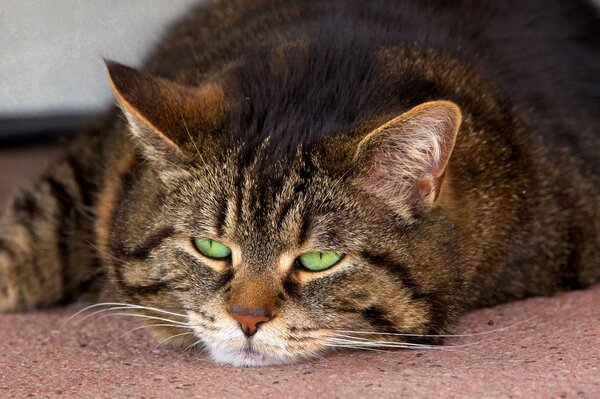 Eine dicke gestreifte Katze mit grünen Augen liegt auf dem Bauch