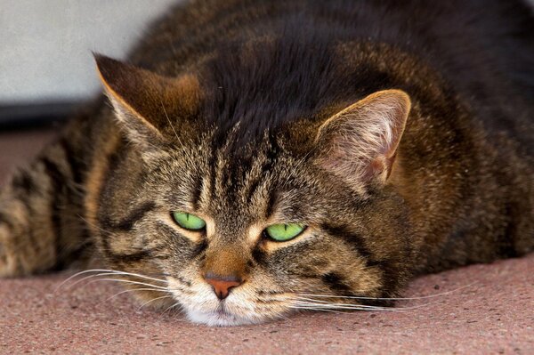 Gato de rayas gruesas con ojos verdes yace boca abajo