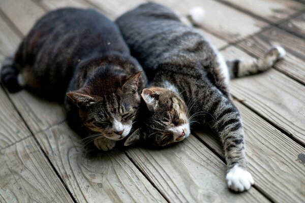 Deux chats rayés dorment sur le plancher de la promenade