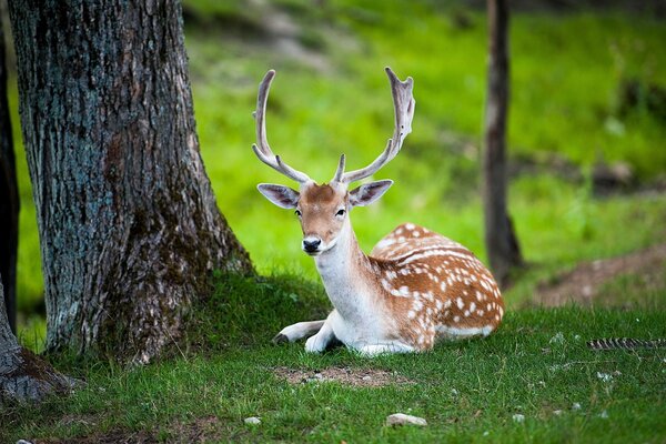 Un ciervo yace bajo un árbol en verano