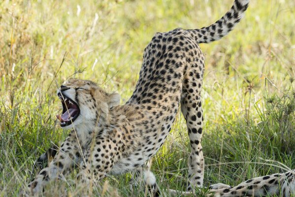 Le sourire d hypard dans la savane sauvage