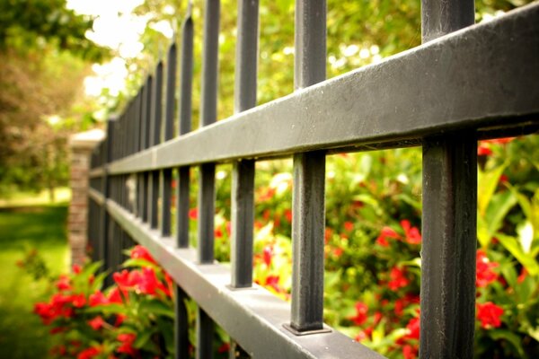 A checkered fence encloses a flowering shrub