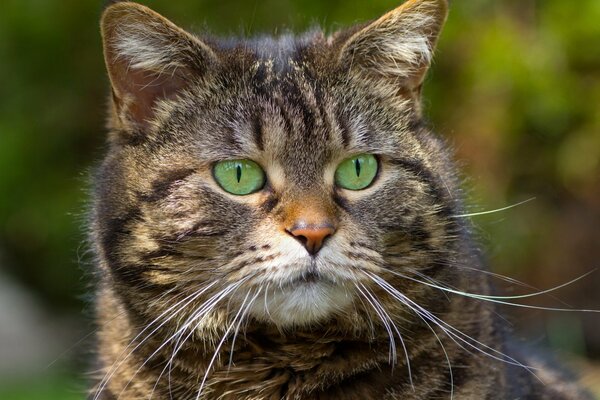 Gato gris a rayas con ojos verdes