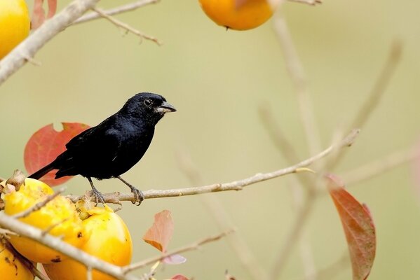 A black bird sitting on a fruit tree , on branches with yellow leaves