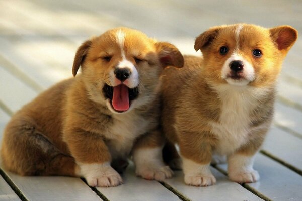 Cachorros Welsh corgi