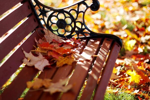 Dry leaves fall on a wooden bench