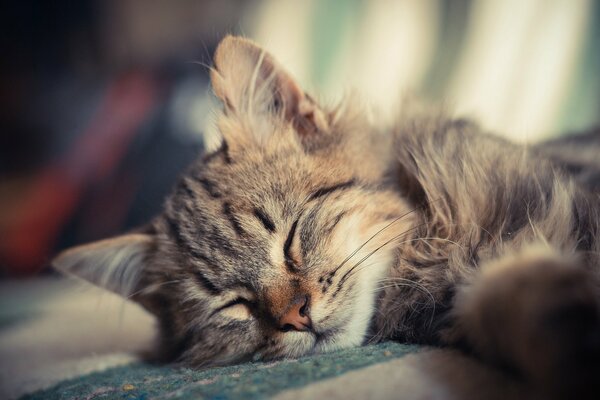 Gatito peludo durmiendo en una almohada