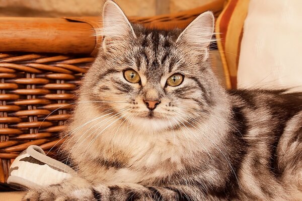 Eine flauschige graue Katze liegt auf dem Hintergrund eines Korbstuhls